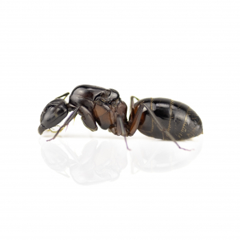 Camponotus ligniperdus (Braunschwarze Rossameise)